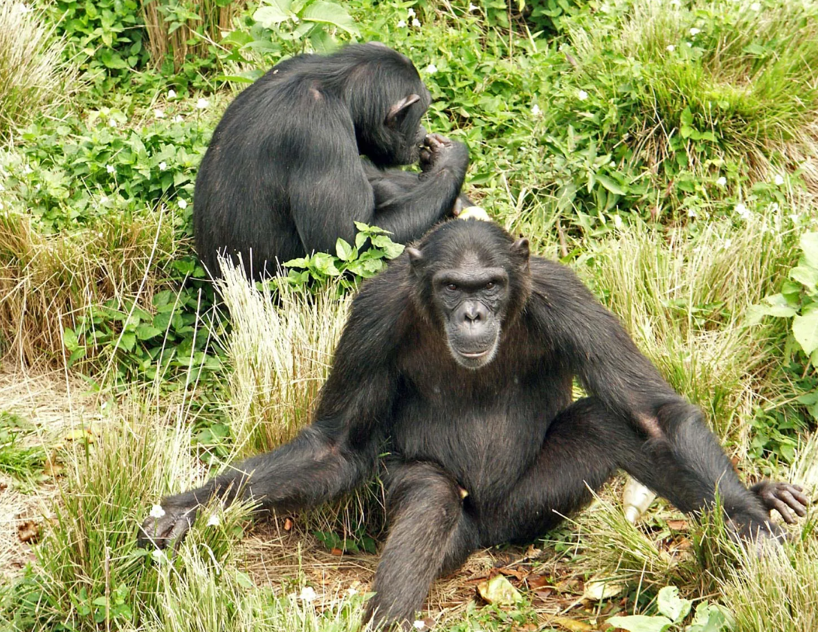 Uburundi bugiye kugarukana chimpanzé 20 zivuye muri Kenya